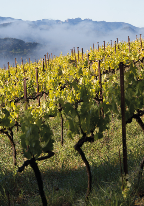 vineyard syrah grenache Rhone valley