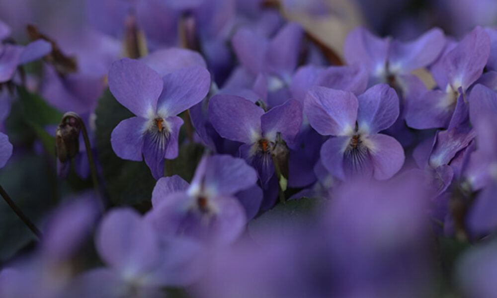 Serre-Besson-notes-violettes (1)